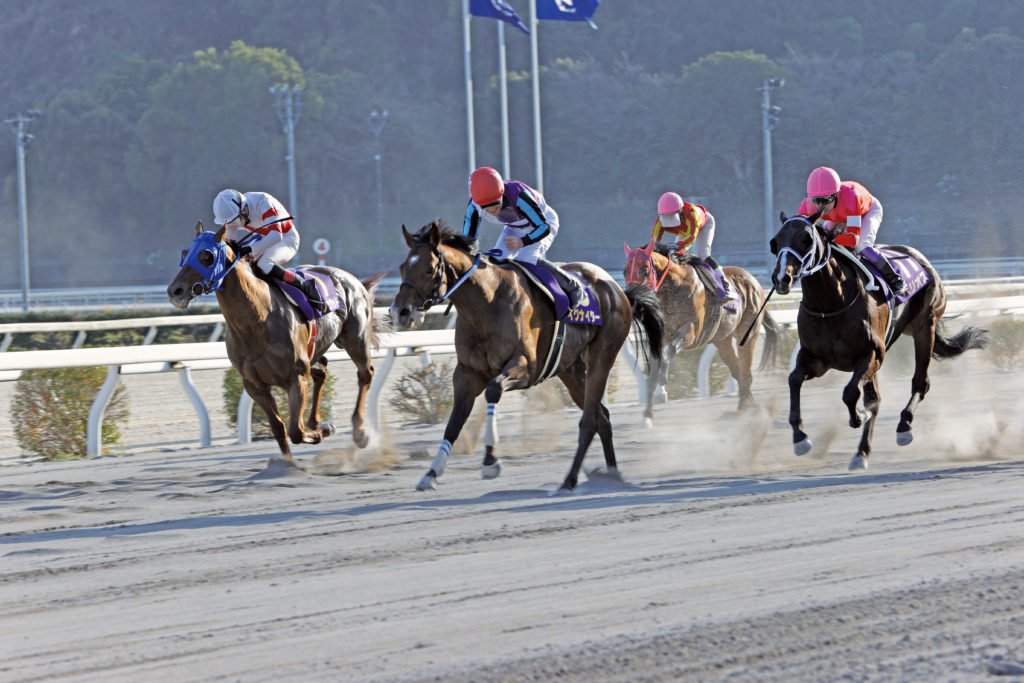 🏇 고치 경마장 (코치 케이바조) 이미지 1